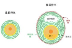 不成熟卵泡會懷孕嗎？卵子是在什么時間形成的？