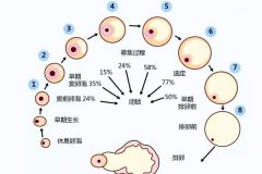 卵泡發育不好原因？卵泡發育不好怎么調理？