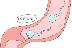 輸精管堵塞的癥狀表現有哪些？輸精管堵塞的治療方法？
