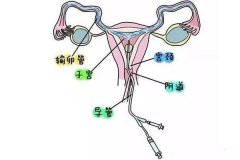 月經過后幾天，這個時間檢查輸卵管準確！女性不妨看看